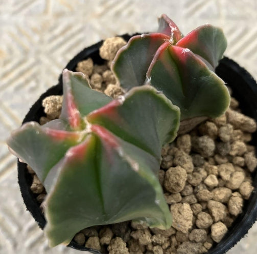 Astrophytum Tortoiseshell Autumn Leaf Phoenix seeds