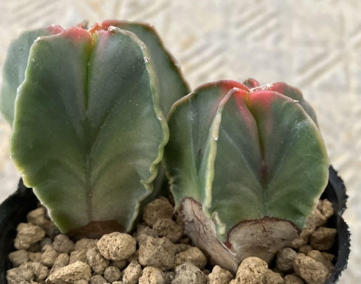 Astrophytum Tortoiseshell Autumn Leaf Phoenix seeds