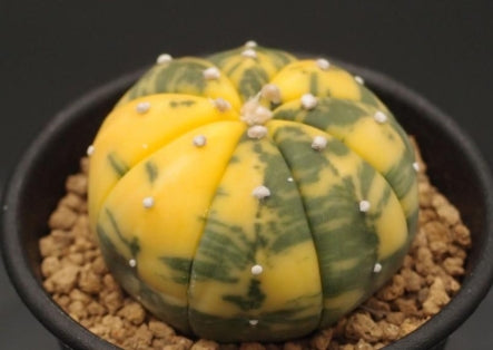 Astrophytum asterias var. nudum f. variegata seeds