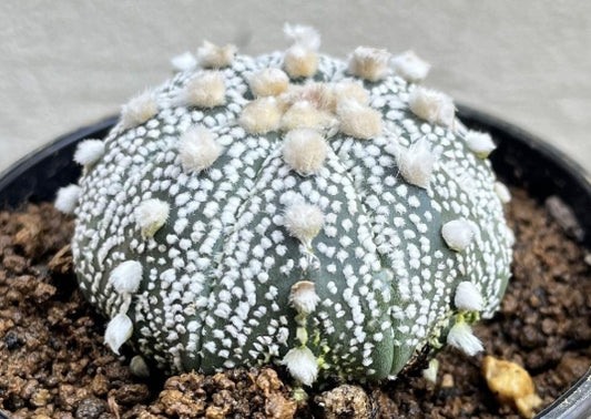Astrophytum Miracle Helmet seeds