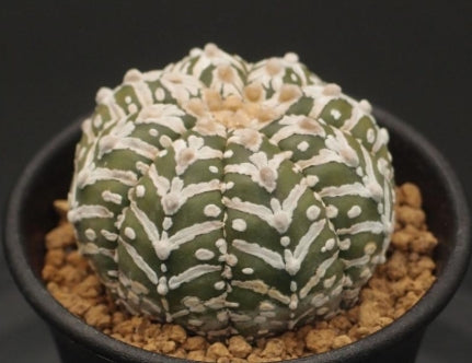 Astrophytum genus V-type helmet seeds