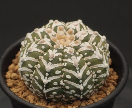 Astrophytum genus V-type helmet seeds