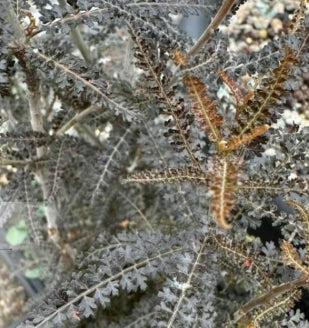 Boswellia Socotrana Silver Leaf seeds