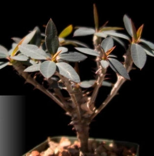 Euphorbia ambarivatoensis seeds
