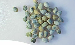 Euphorbia ambarivatoensis seeds