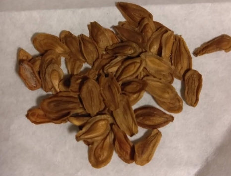 Stapelia schinzii x flavopurpurea seeds