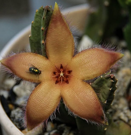 Stapelia Asterias seeds