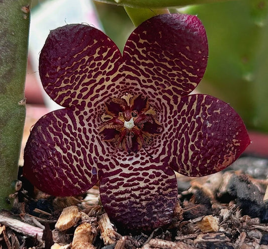 Stapelia Engleriana seeds