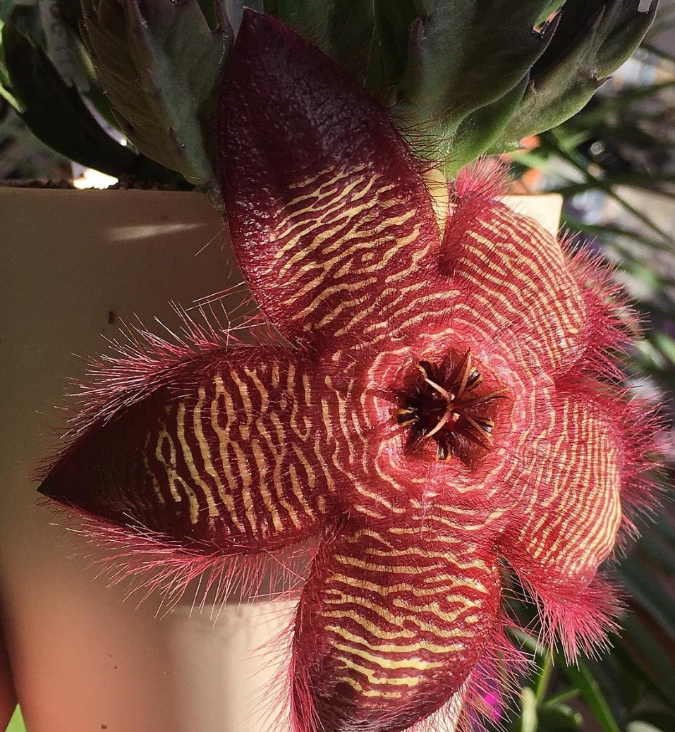 Stapelia Gettlefii hybrid seeds