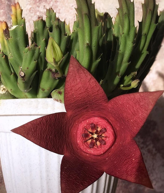 Stapelia Incomparabilis seeds