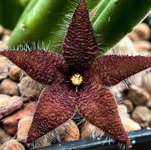 Stapelia Olivacea seeds