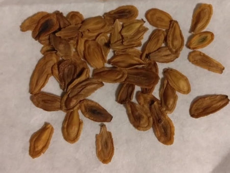 Stapelianthus Decaryi seeds