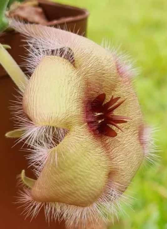 Stapelia asterias yellow seeds