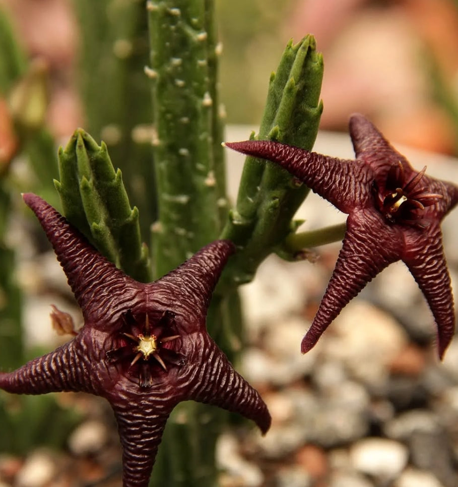 Stapelia baylissii seeds