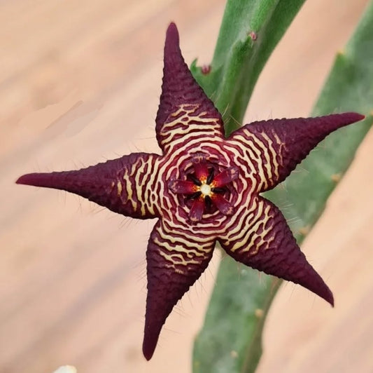 Stapelia cedrimontana seeds