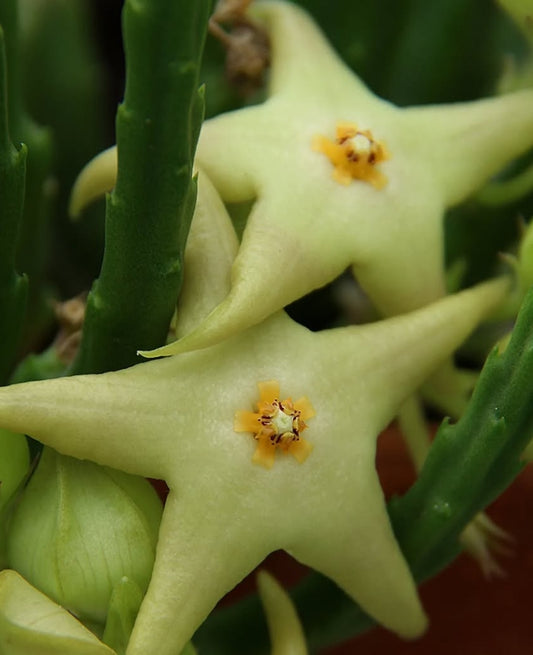 Stapelia divaricata green seeds
