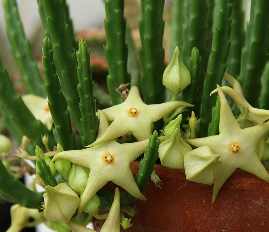 Stapelia divaricata green seeds