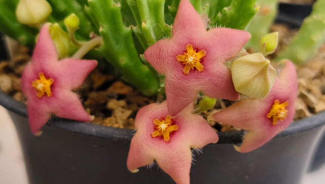 Stapelia divaricata pink seeds