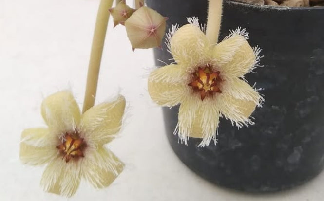 Stapelia glanduliflora seeds