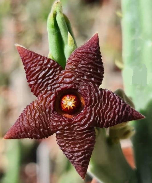 Stapelia kwebensis seeds