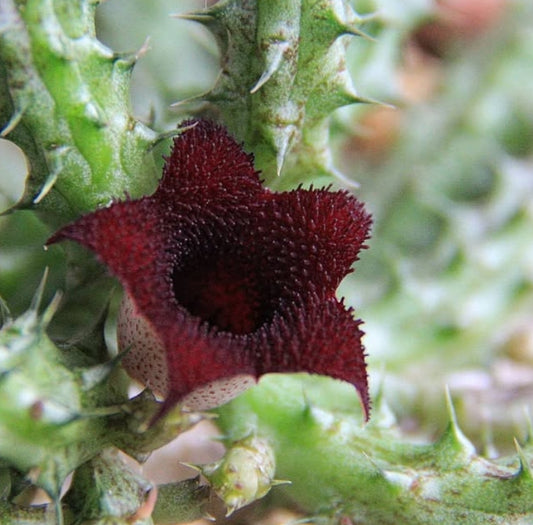 Stapelianthus Decaryi seeds
