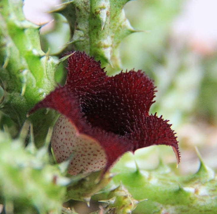 Stapelianthus Decaryi seeds