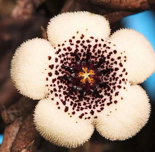 Stapelianthus arenarius seeds