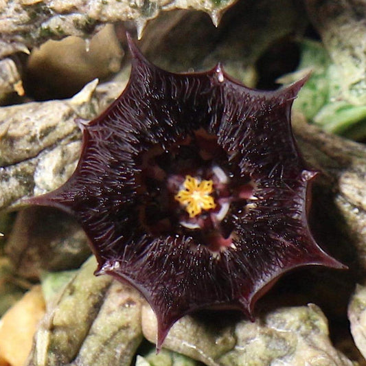 Stapelianthus hardyi seeds