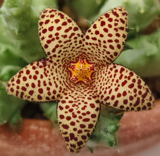 Stapelianthus madagascariensis x Piaranthus foetidus hybrid seeds