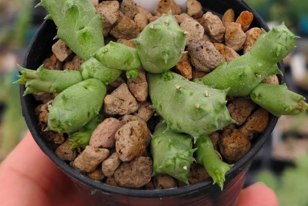 Stapelianthus madagascariensis x Piaranthus foetidus hybrid seeds