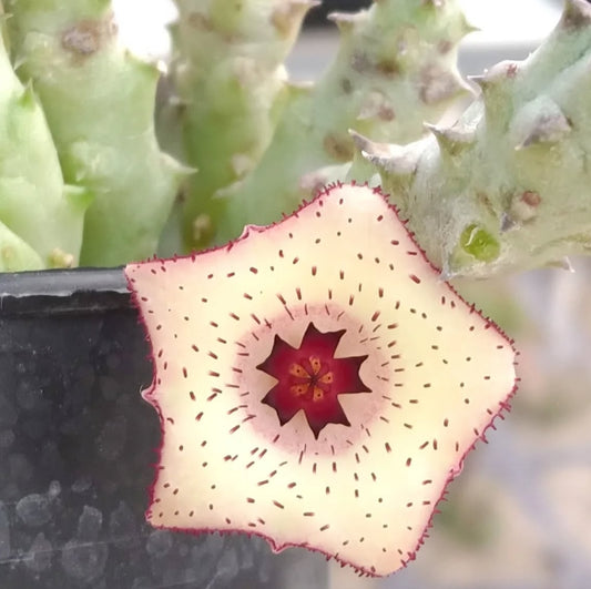 Stapelianthus x huernia ' Creation' hybrid seeds