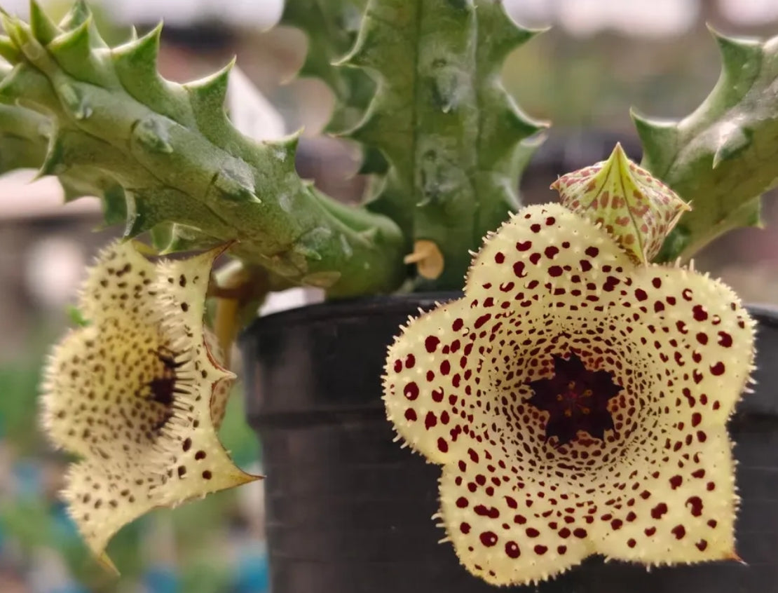 Stapelianthus x huernia ' Pretty Points' hybrid seeds