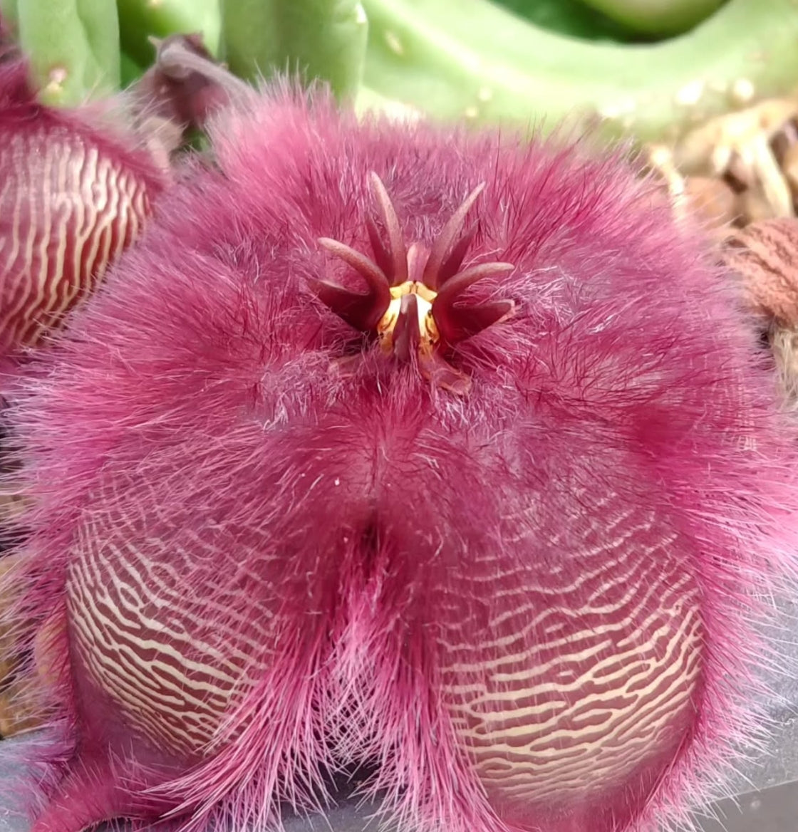 Stapelia obducta seeds
