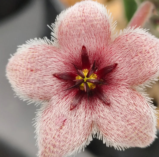 Stapelia paniculata ssp. paniculata seeds