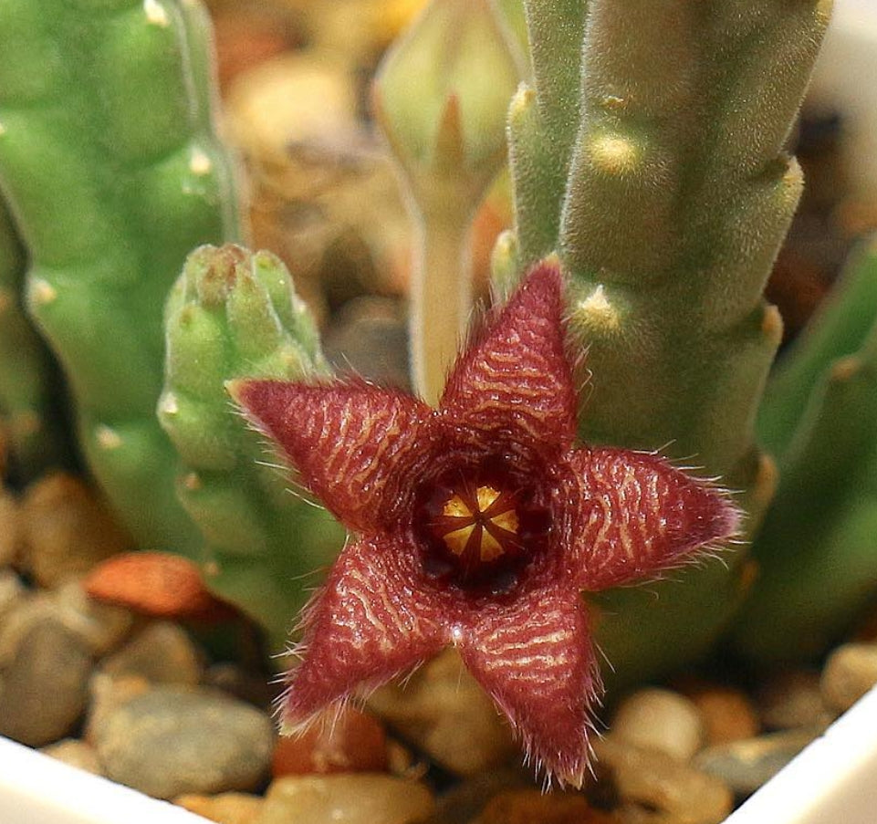 Stapelia scitula seeds
