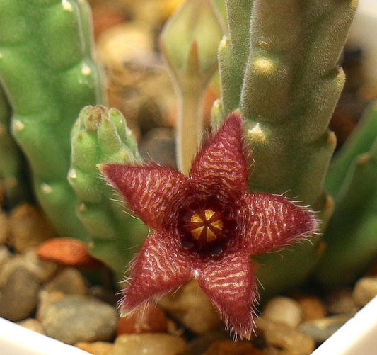 Stapelia scitula seeds