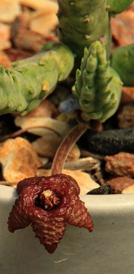 Stapelia similis seeds