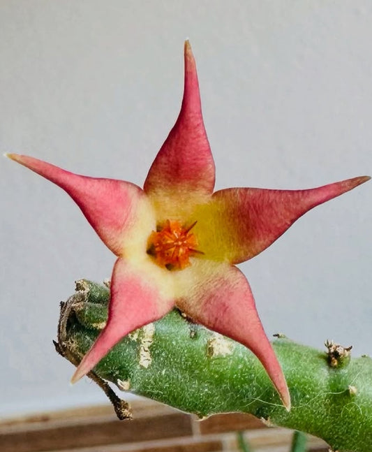 Stapelia surrecta seeds
