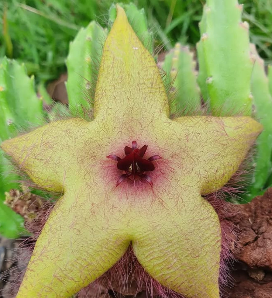 Stapelia unicornis seeds
