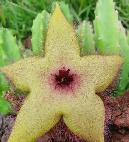 Stapelia unicornis seeds