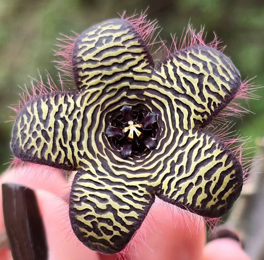Stapelia Villetiae seeds