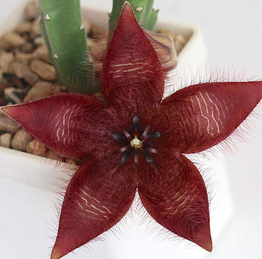 Stapelia x pulvinata seeds