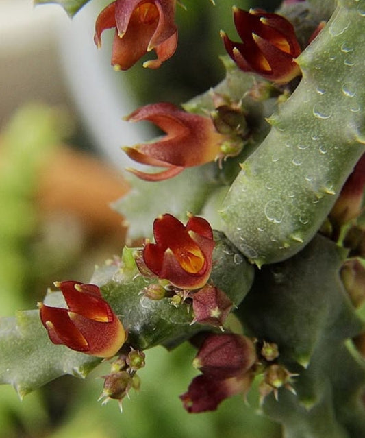 Stapeliopsis stayneri seeds
