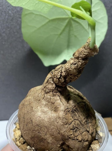 Stephania Sverosa seeds