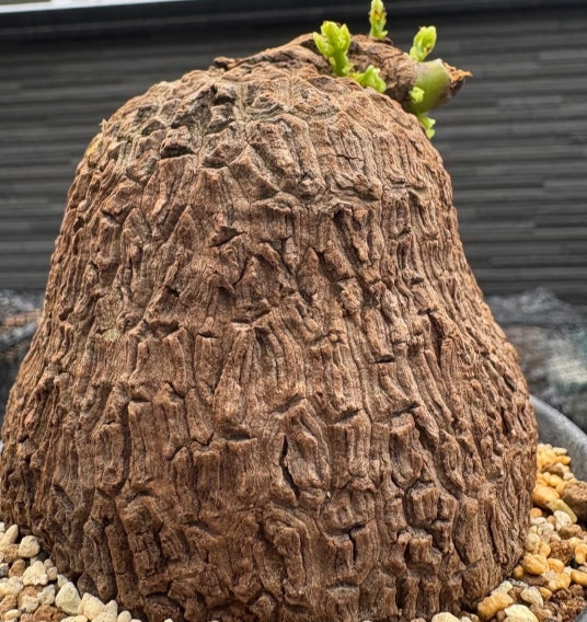 Stephania Suberosa seeds