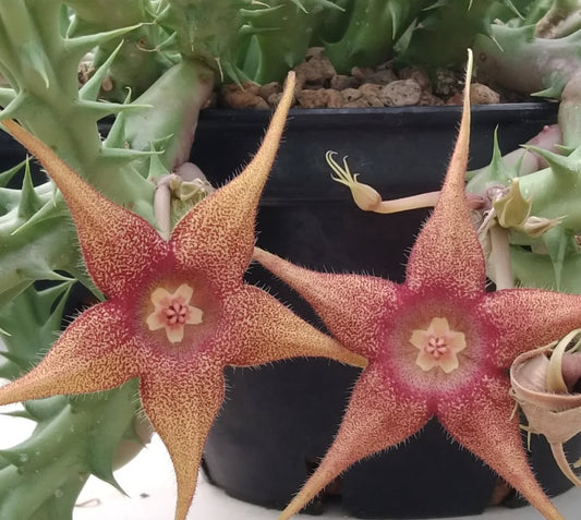 Huernia 'Sunshine' hybrid seeds
