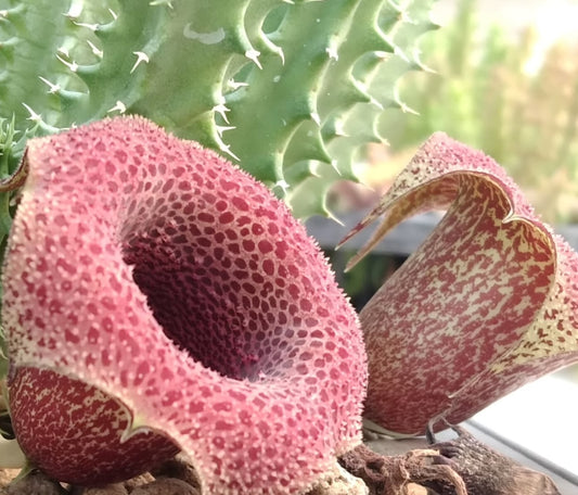 Tavaresia ' Strawberries ' hybrid seeds