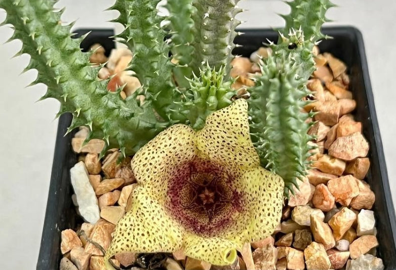 Tavaresia meintjesii seeds