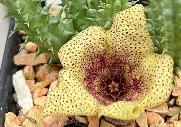 Tavaresia meintjesii seeds