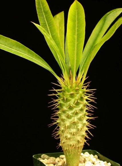 Pachypodium menabeum seeds